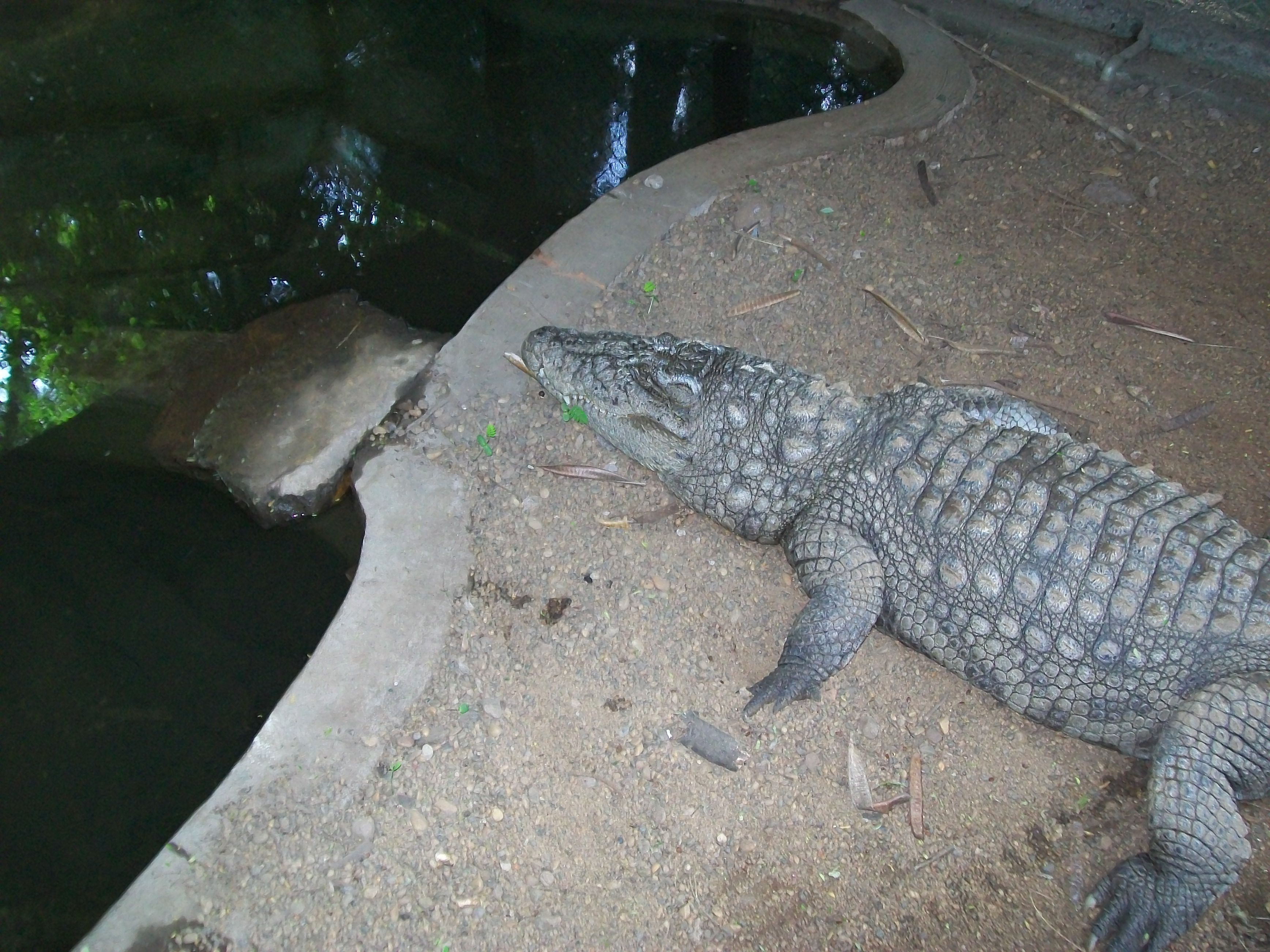 Crocodile