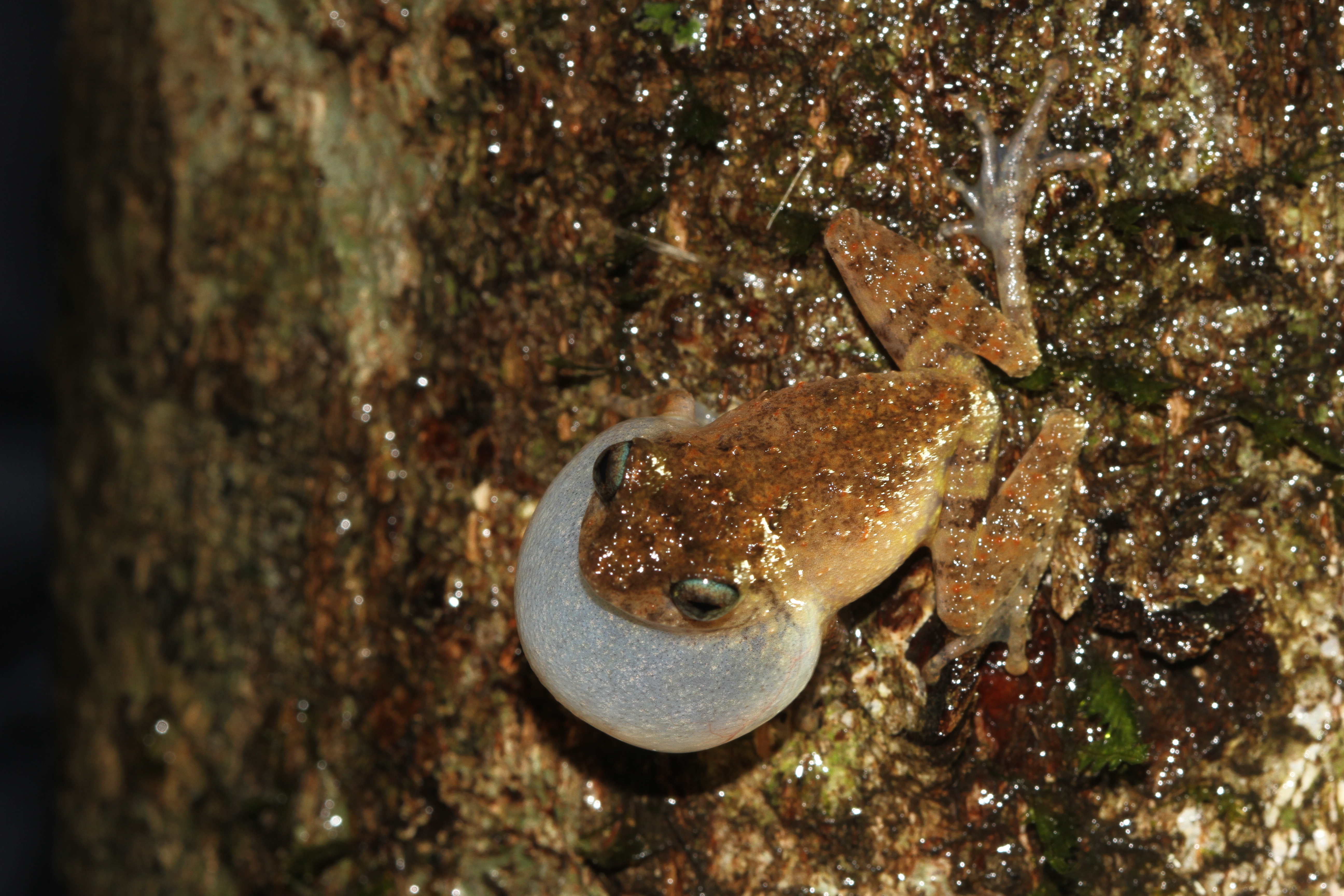 Raorchestes graminirupes - Davidraju IMG 3375.jpg