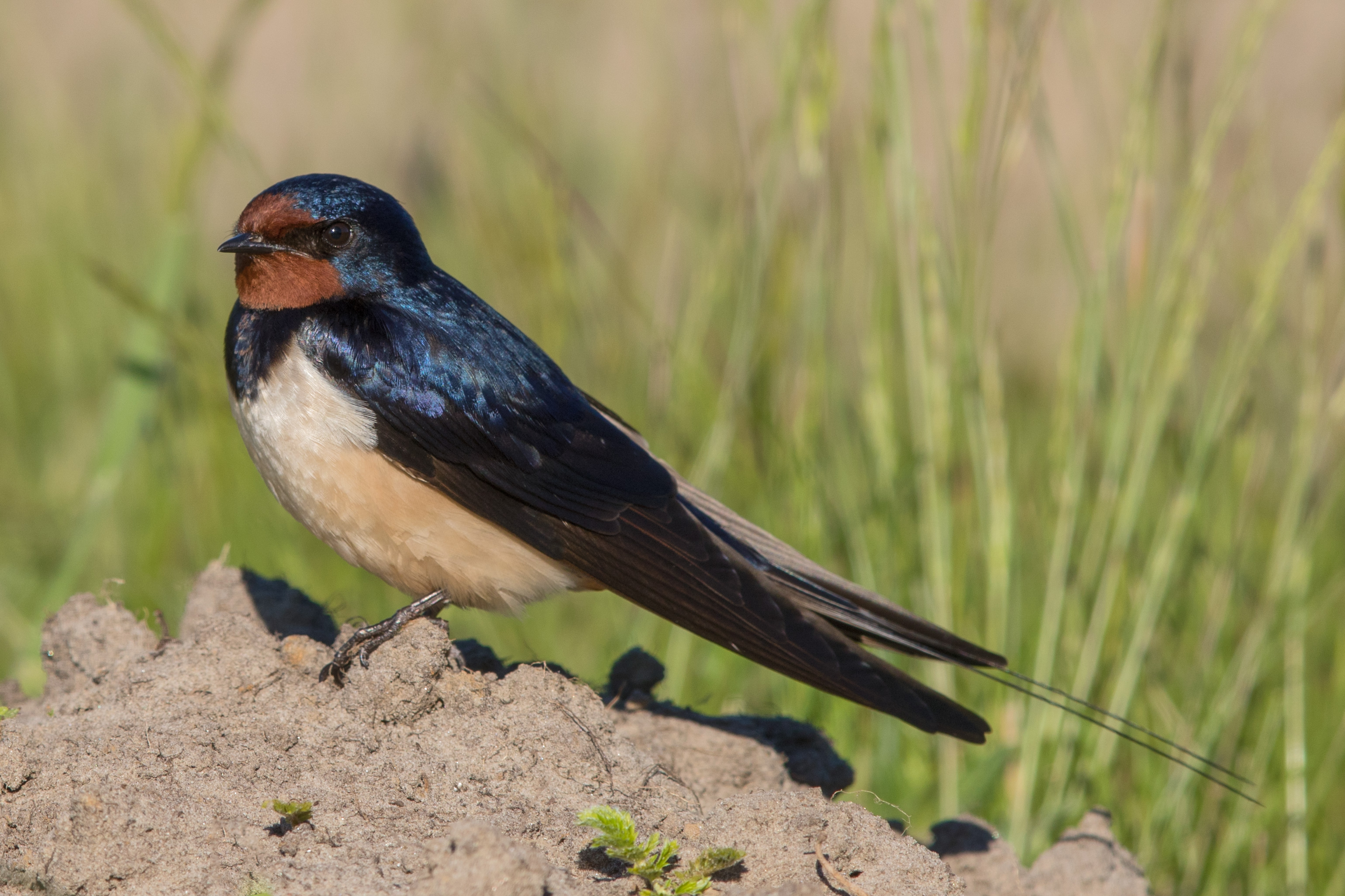 State Bird of Estonia