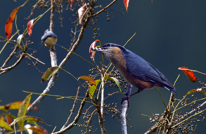 Chestnut bellied Nuthatch