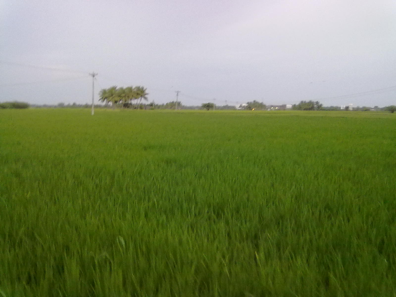 Regunathapuram farm.jpg