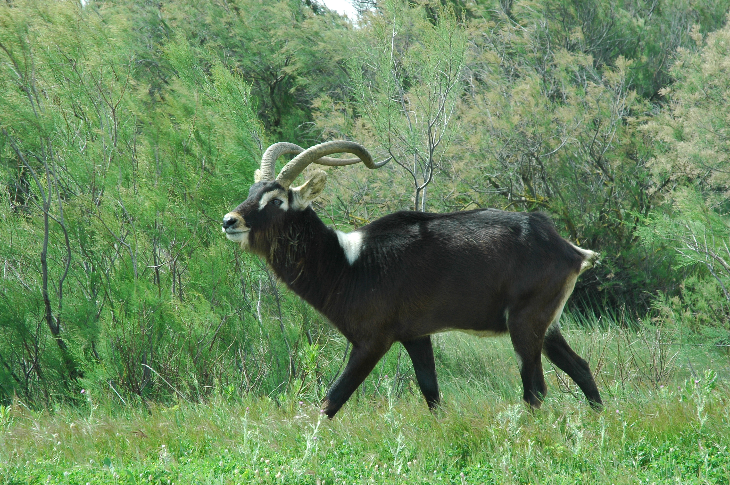 State Animal of South Sudan