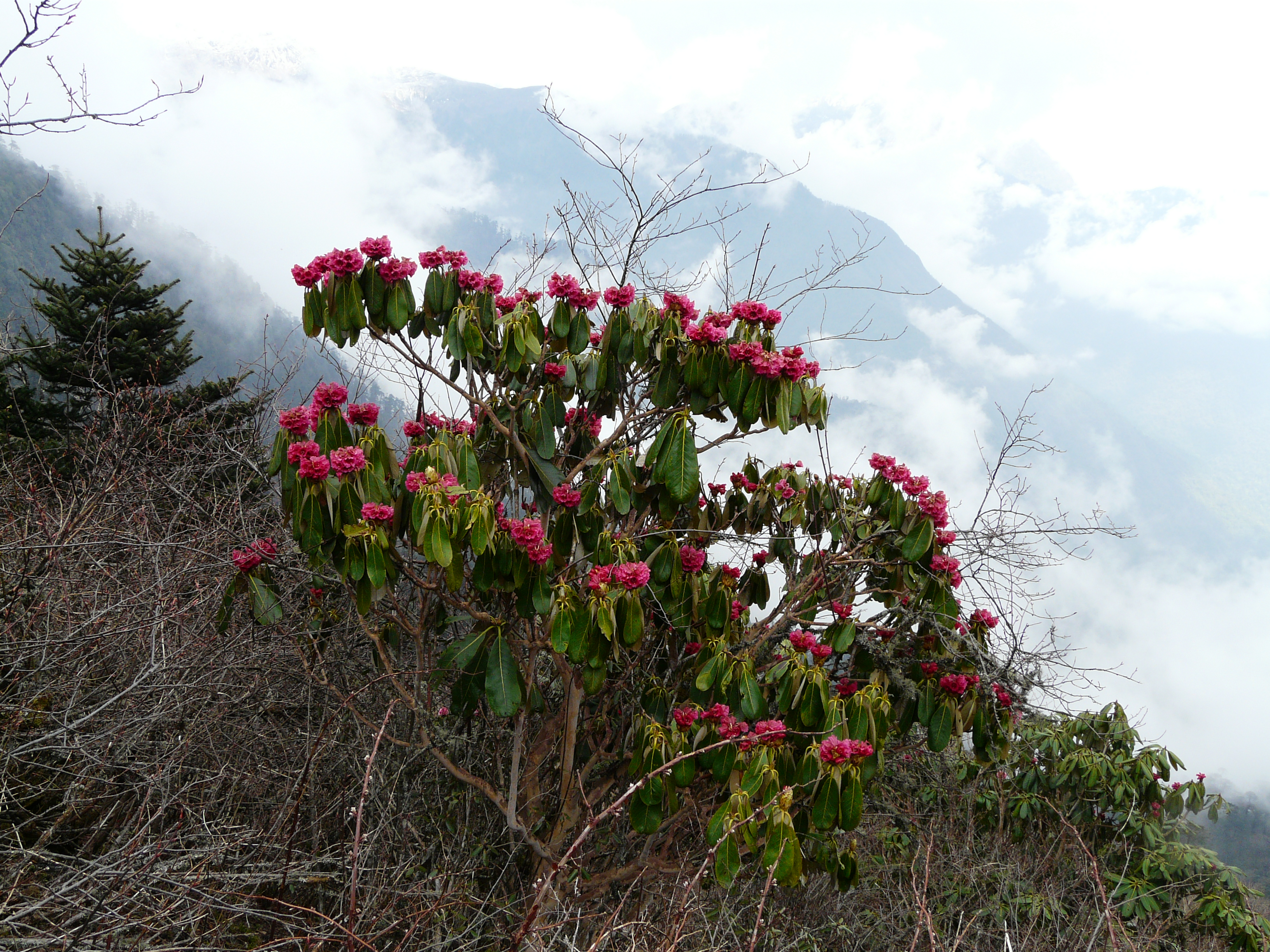 Rhododendron niveum AJT Johnsingh P1020212.JPG