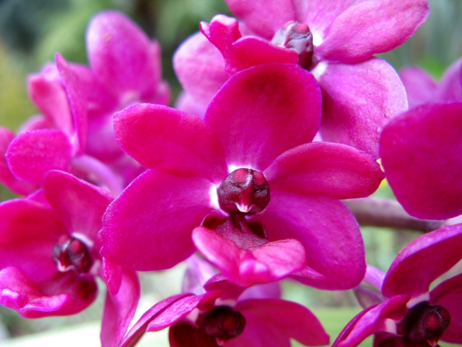 Rhynchostylis gigantea.jpg
