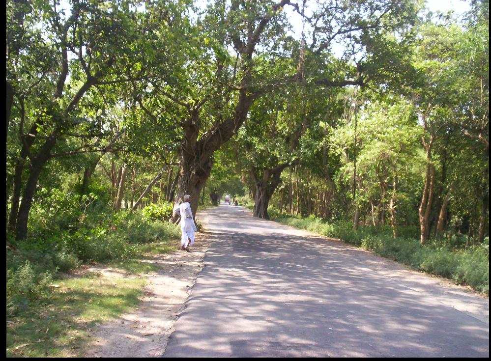 The road to Mohanpur, going towards Begusarai (south of Mohanpur) from Manjhaul (north of Mohanpur)