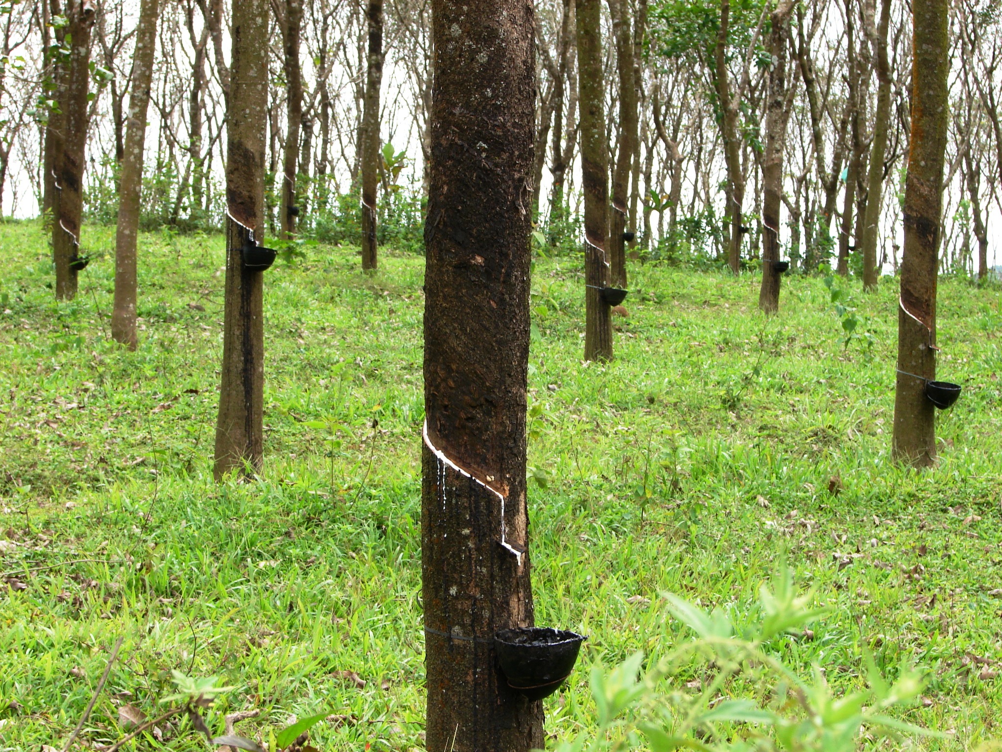 Natural rubber