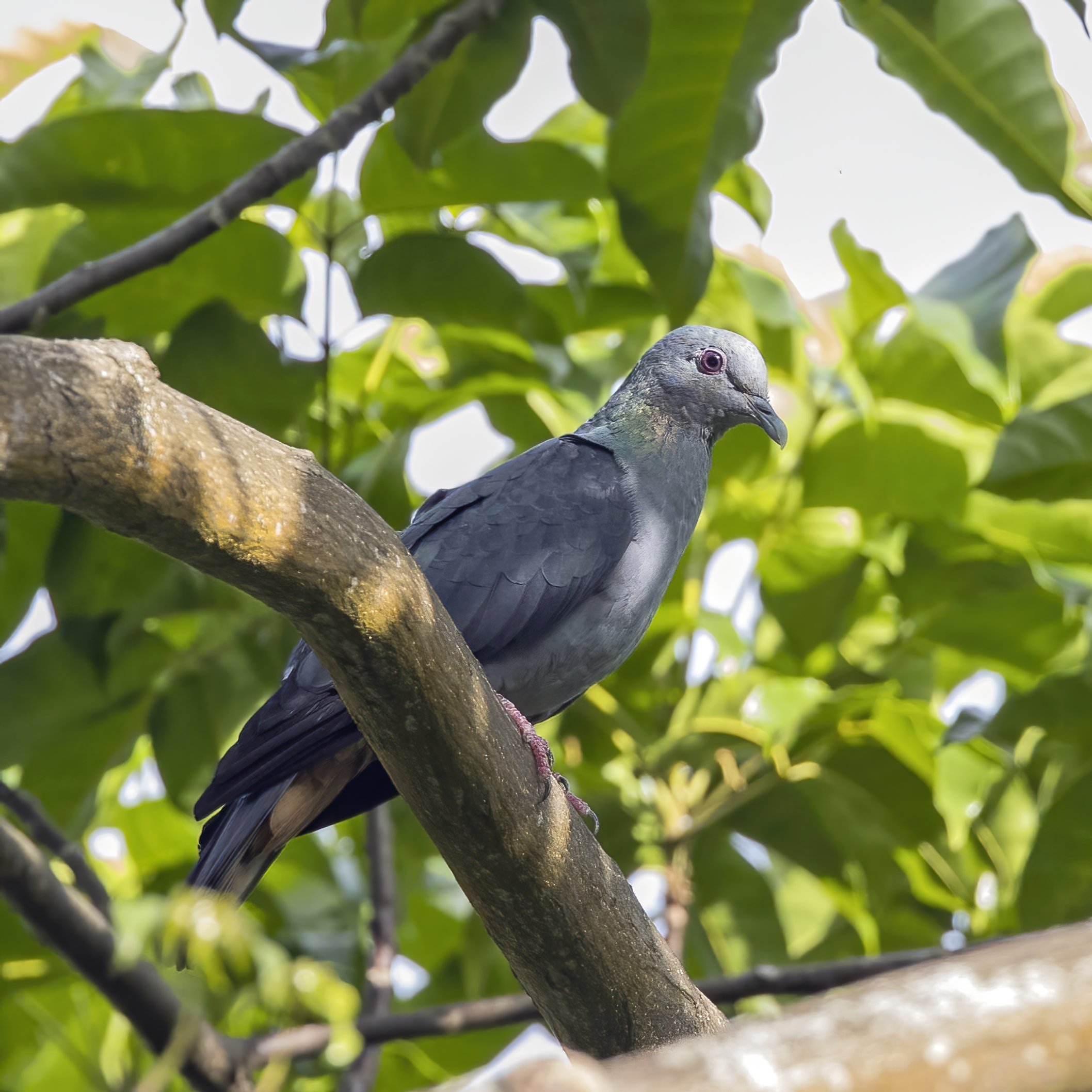 State Bird of São Tomé and Príncipe