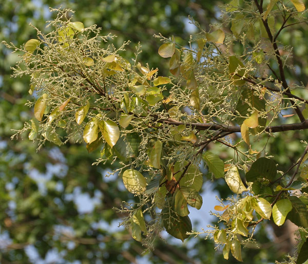 New leaves with flower buds West Bengal, India