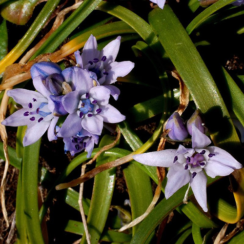 State Flower of Bretagne