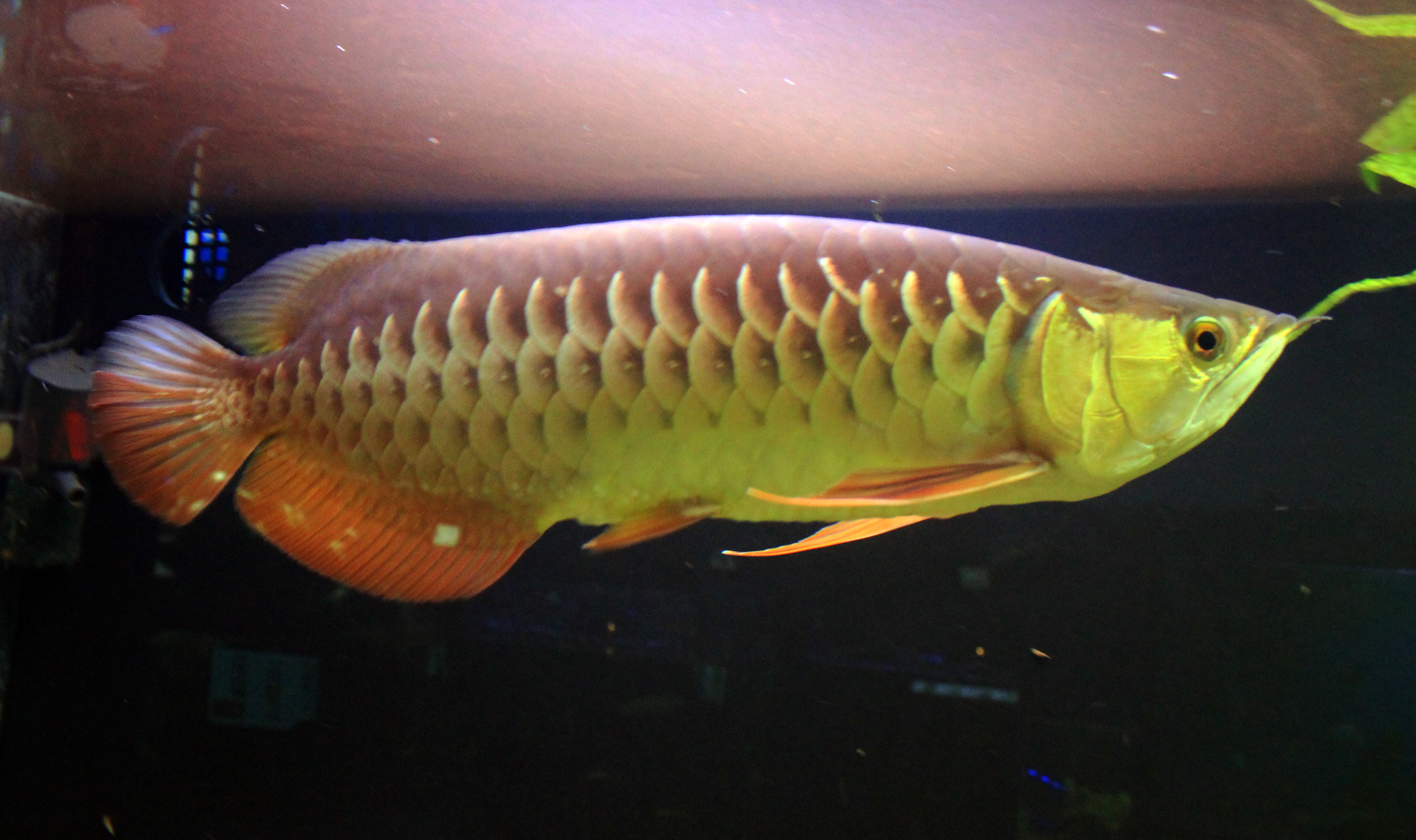 State Fish of Indonesia