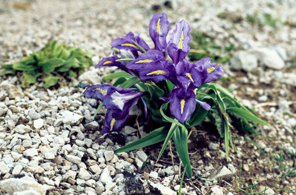 State Flower of Andalusia