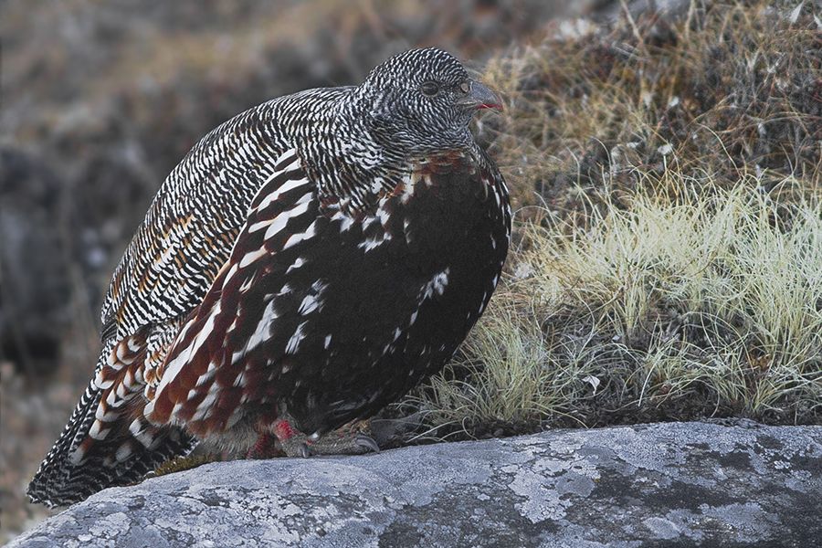 Snow partridge(Lerwa lerwa)