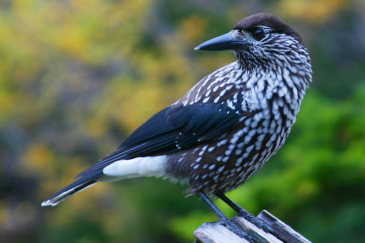State Bird of the Free State of Bavaria