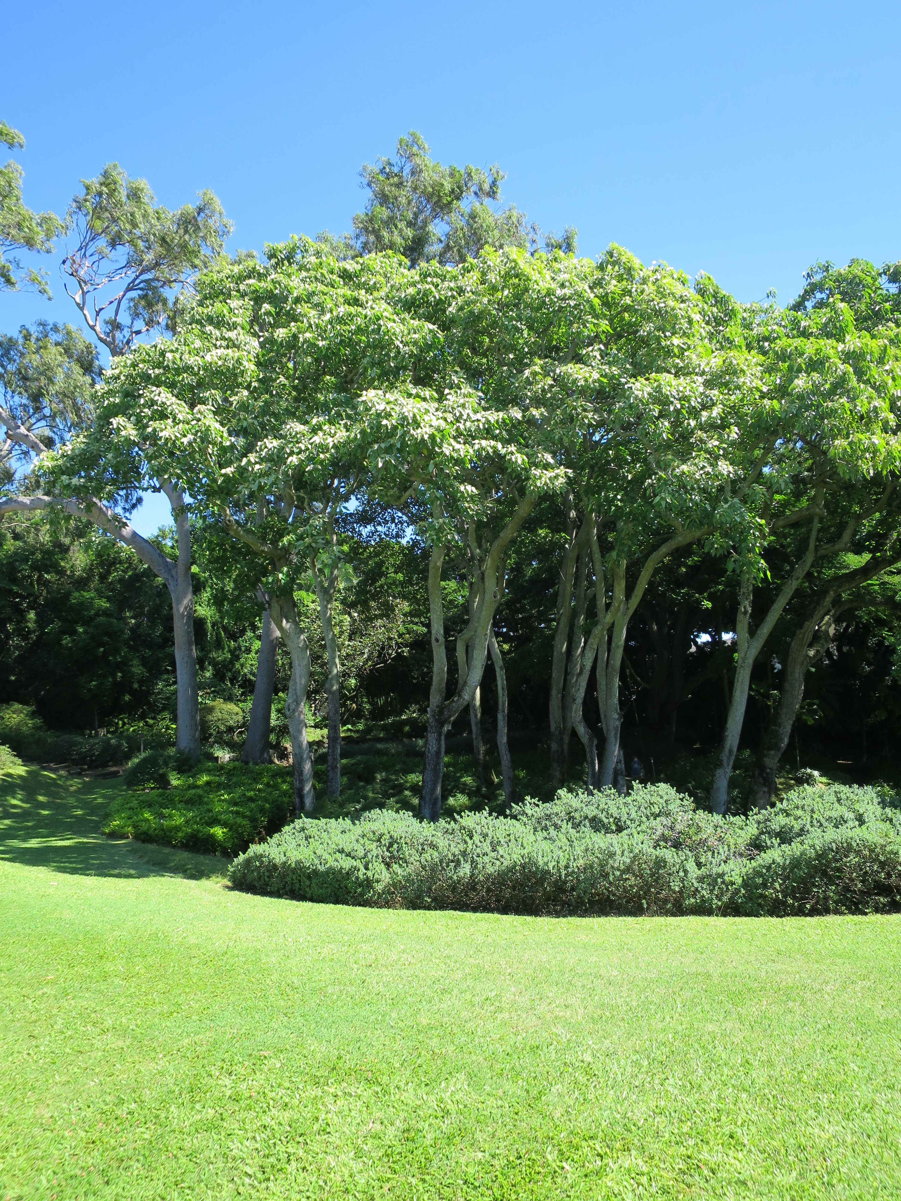 Tree of Hawaiki