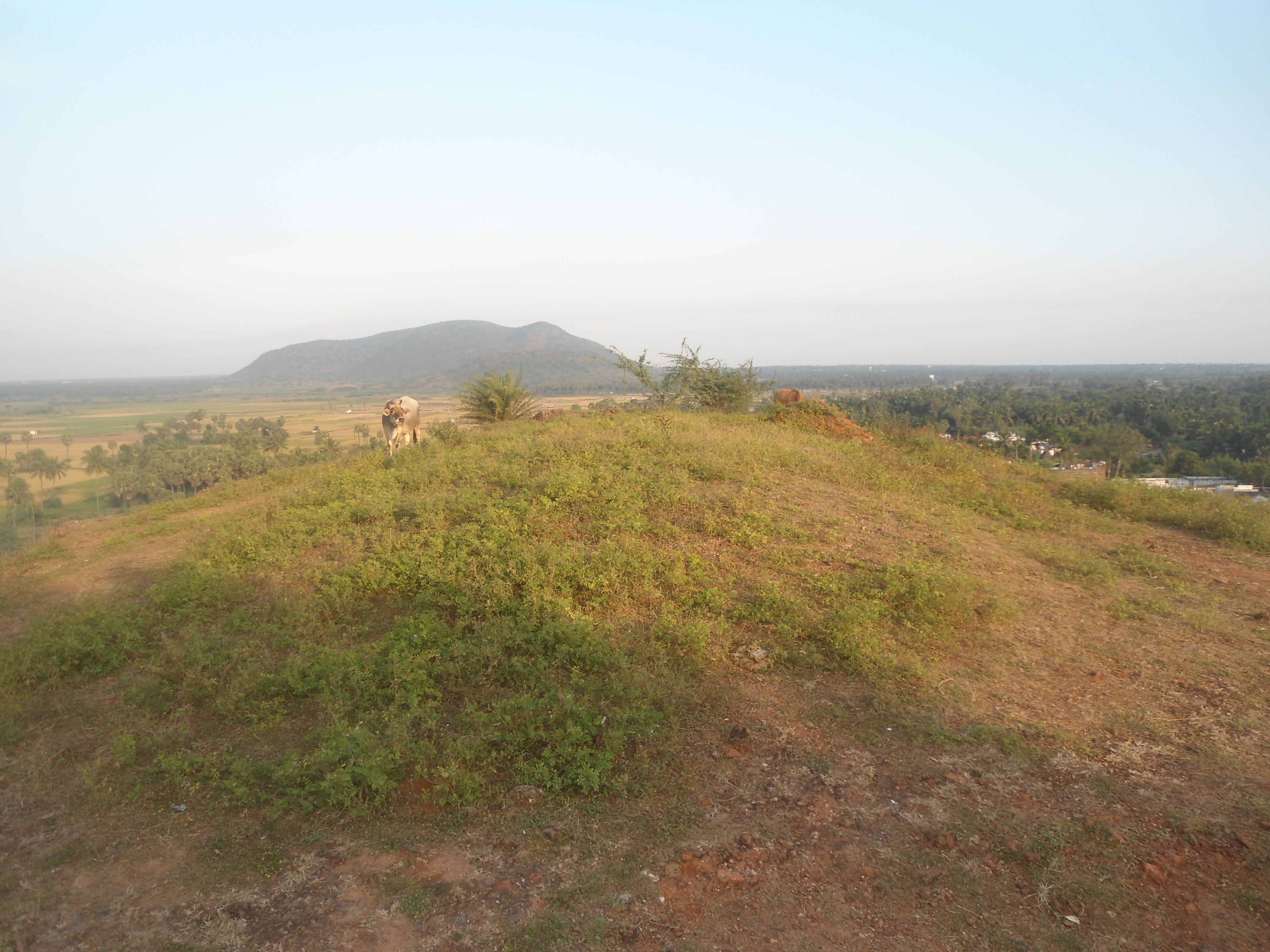 Stupa Mound at Gudiwada Dibba 01.JPG