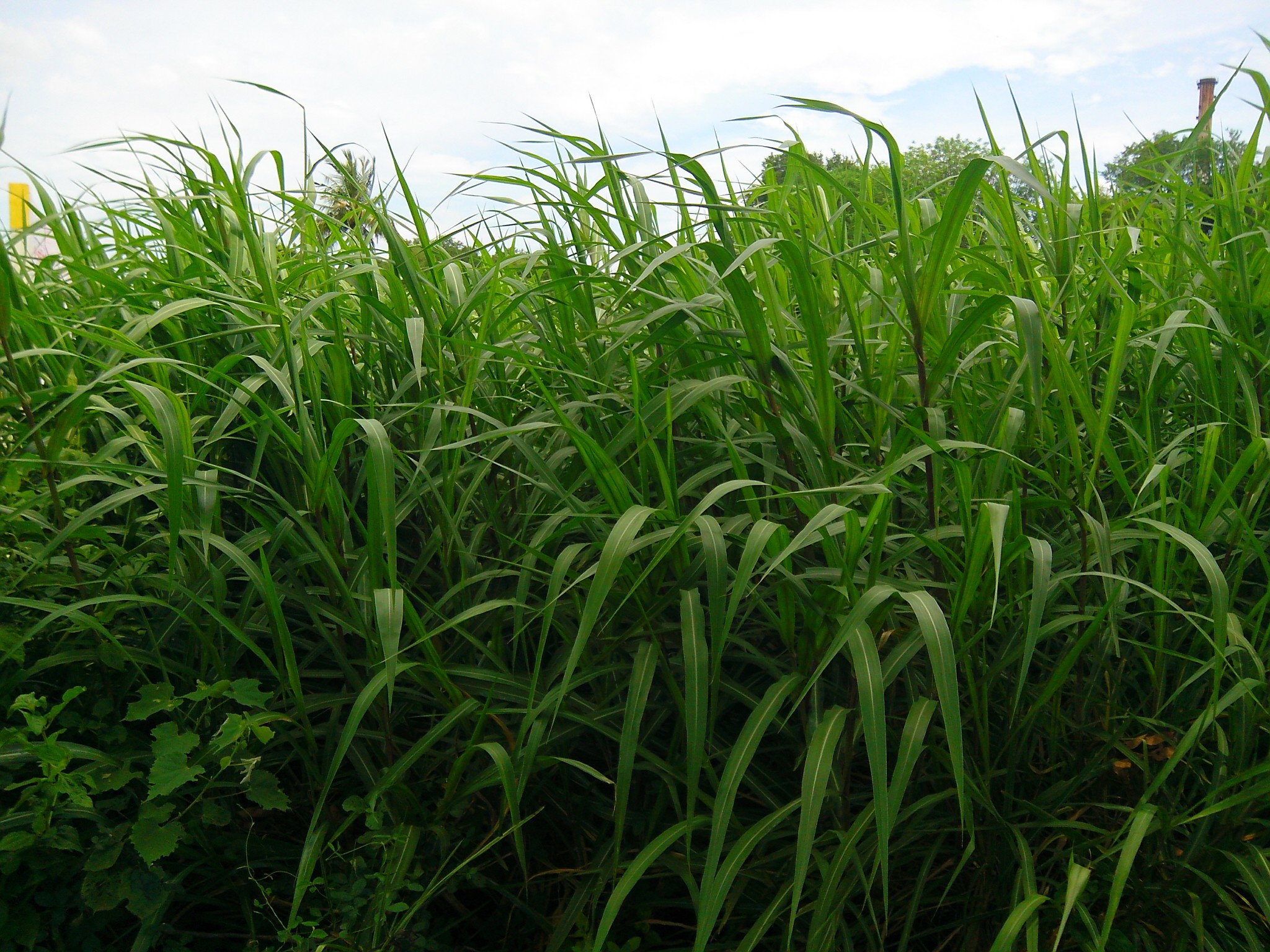Leaves of sugarcane