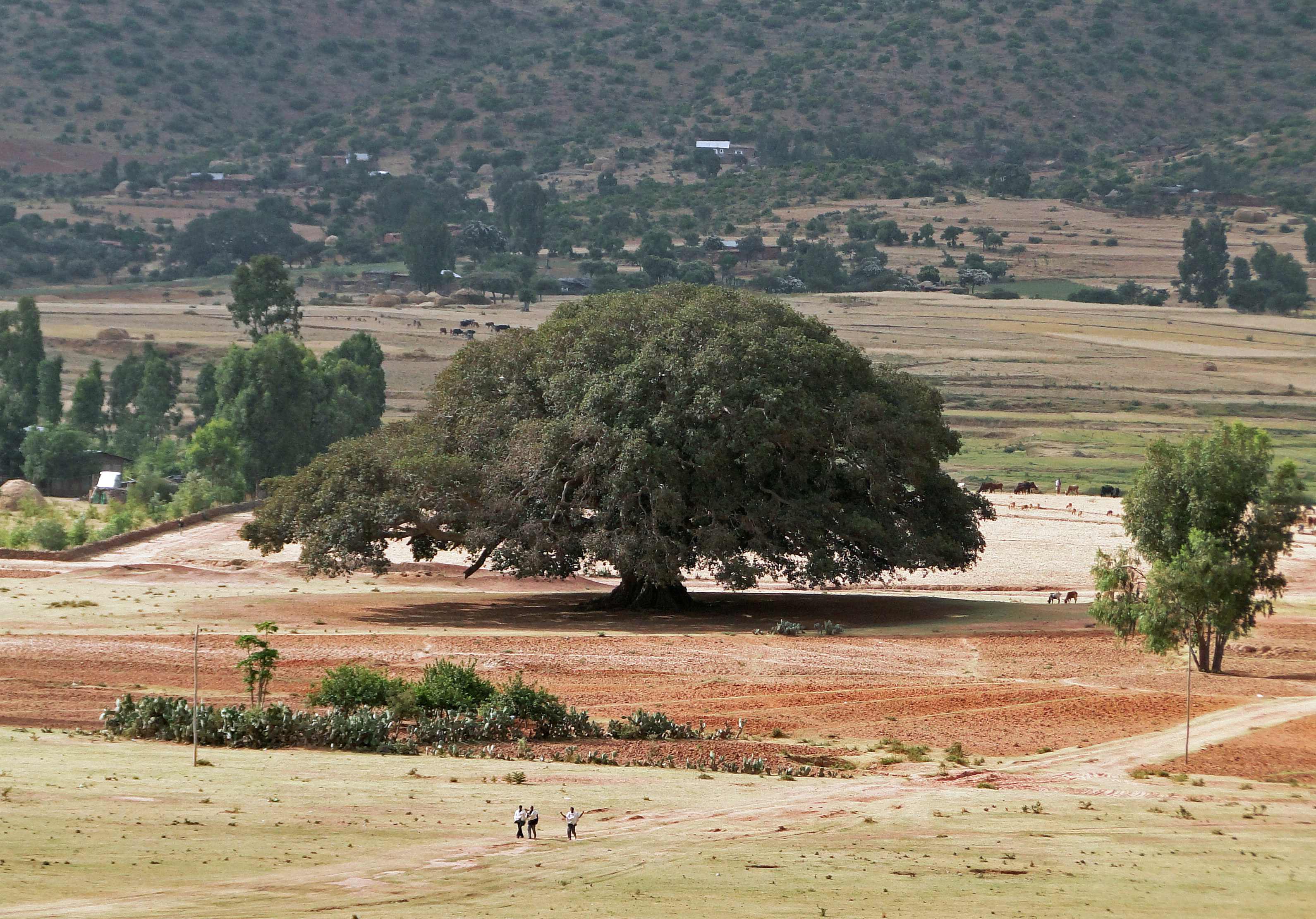 In Ethiopia