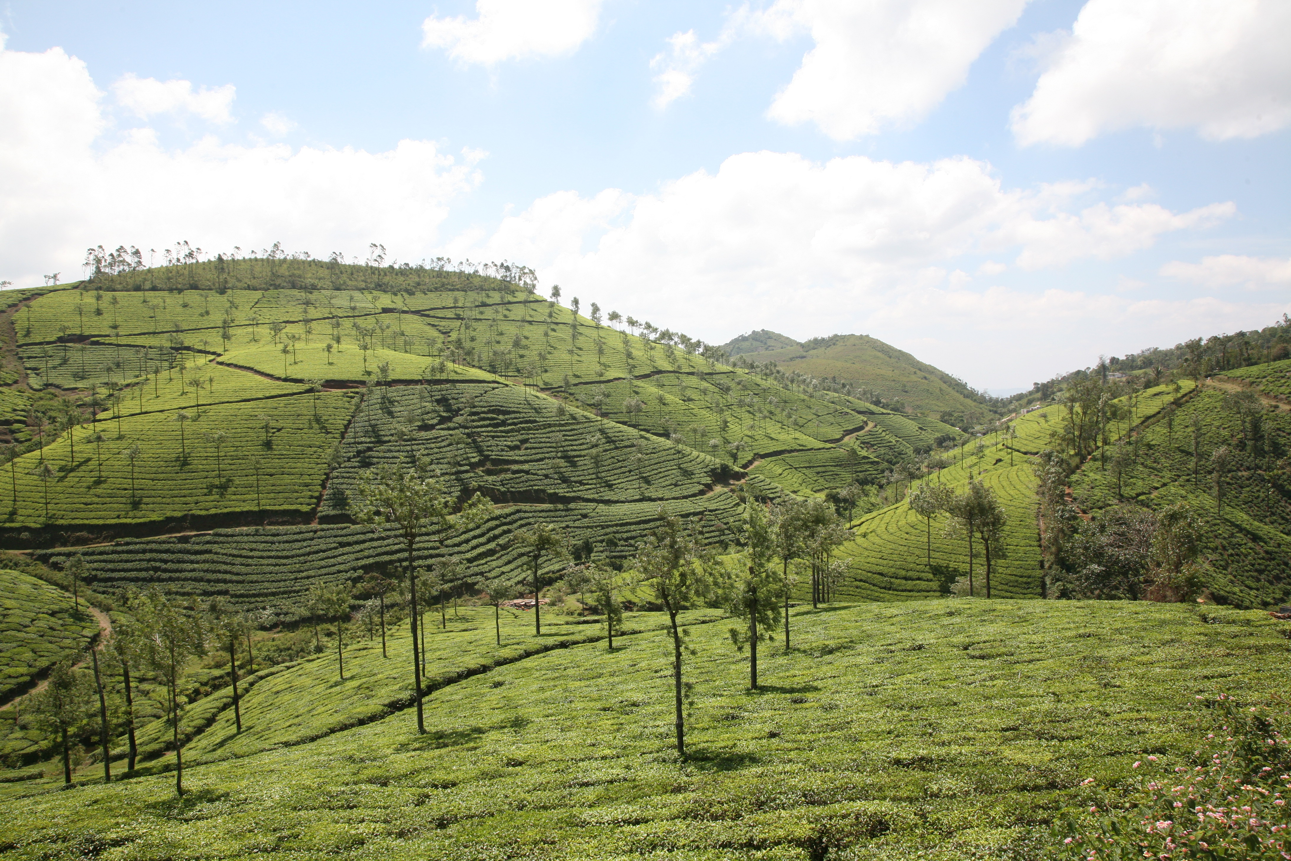 Tea plantation near Pambanar community. Taken from National Highway 183.
