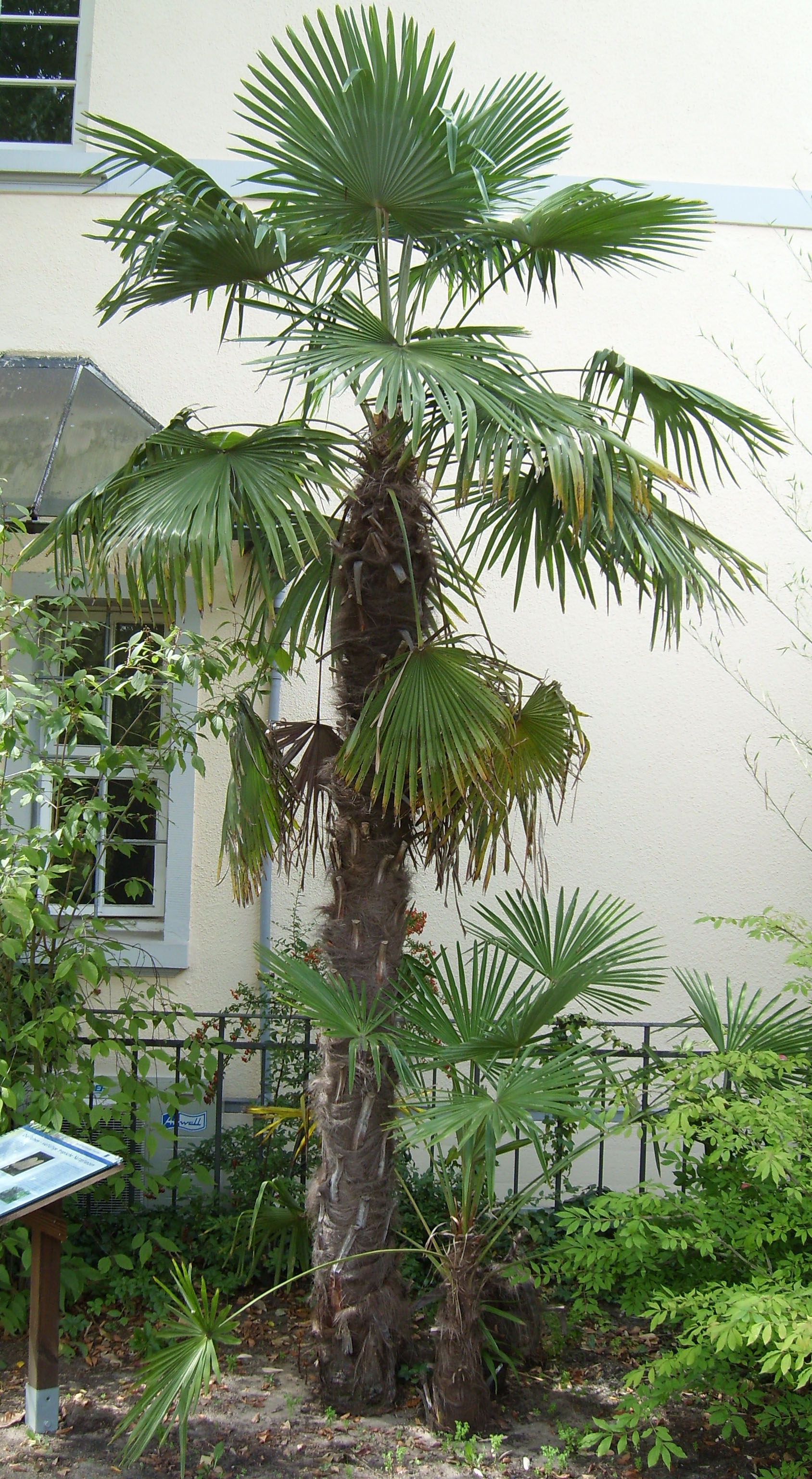 Botanic Emblem of São Tomé and Príncipe