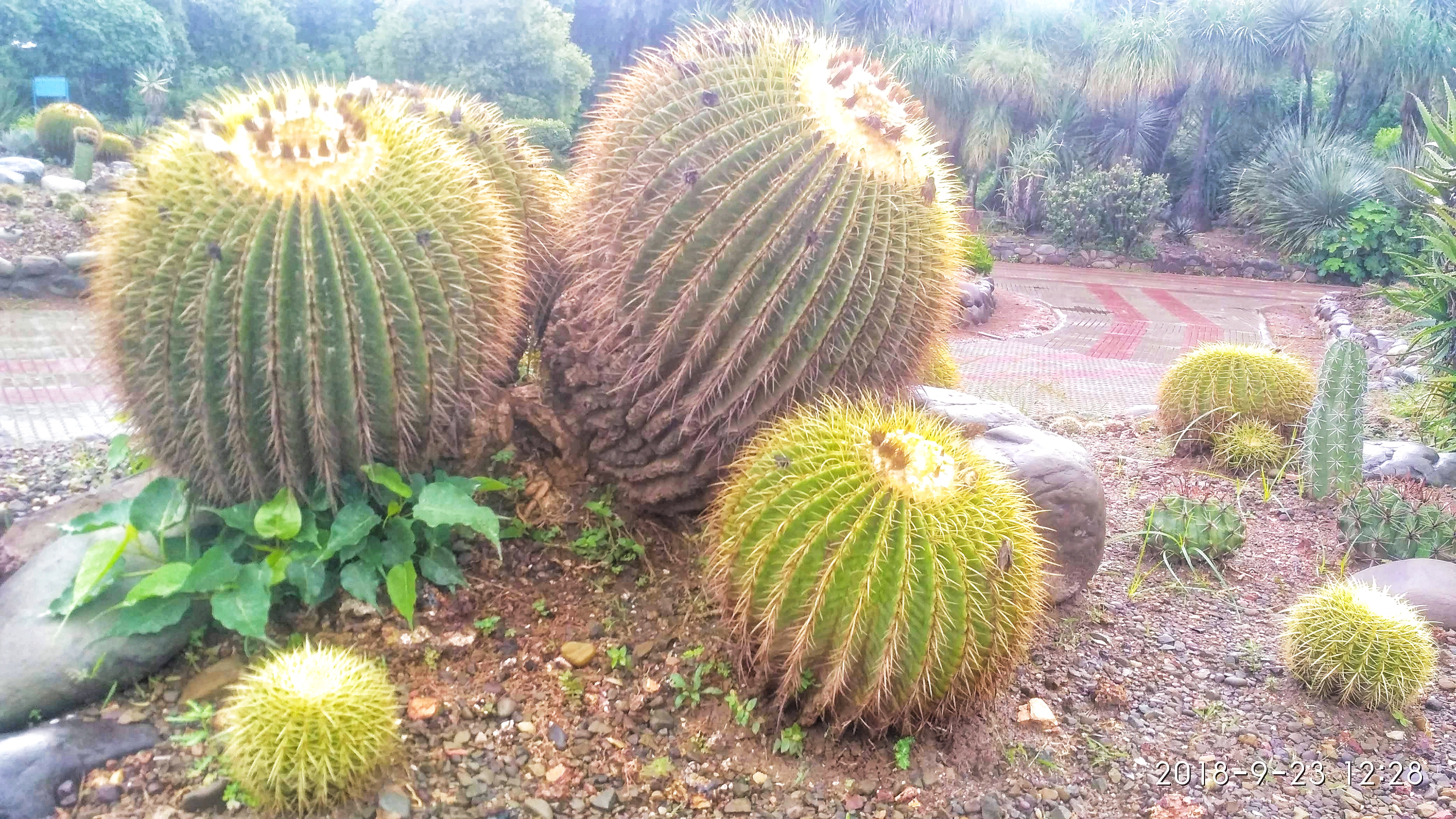 Two old cactus plant on cactus garden.jpg
