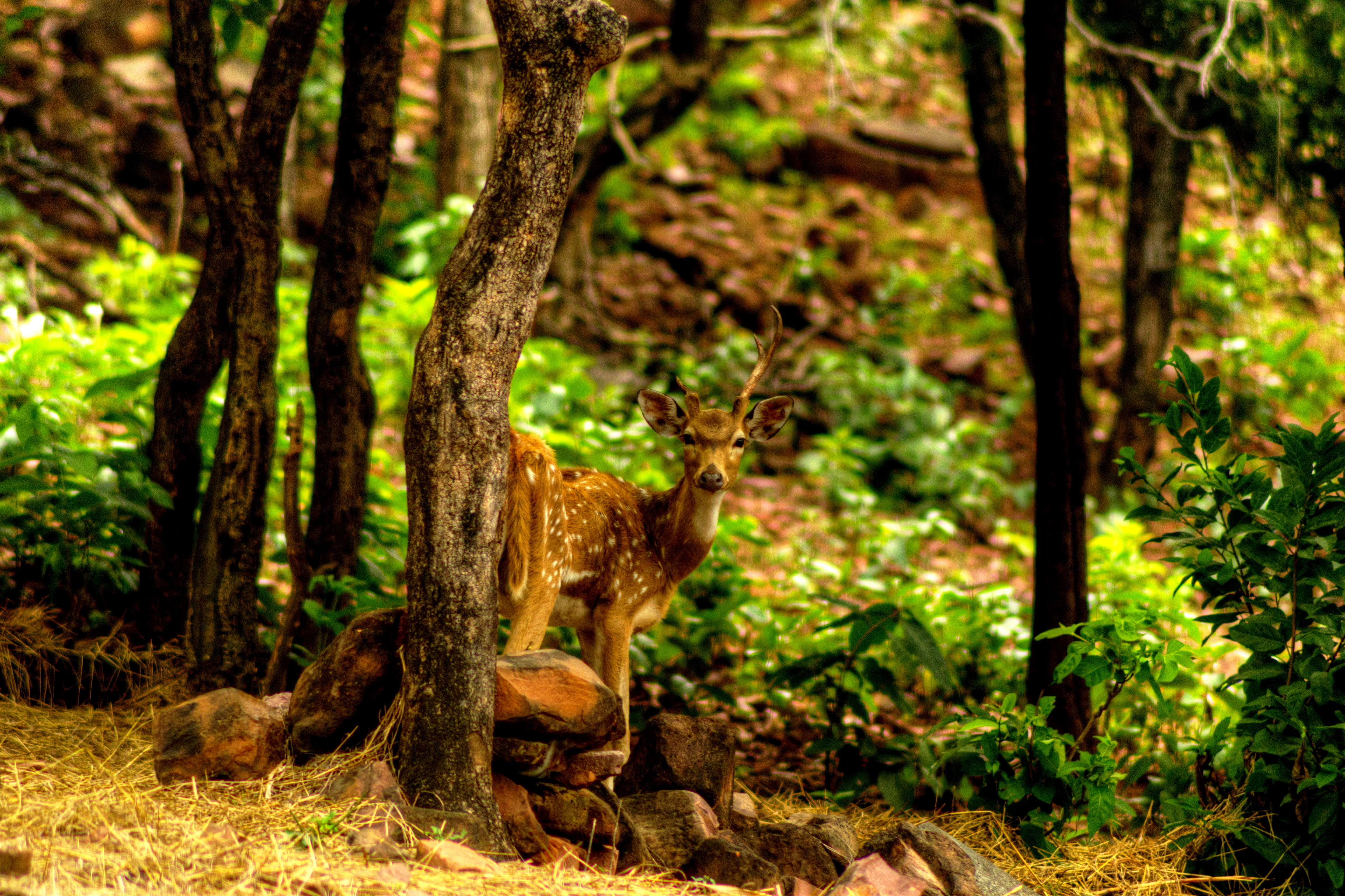 A deer in the Van Vihar National Park in October 2013