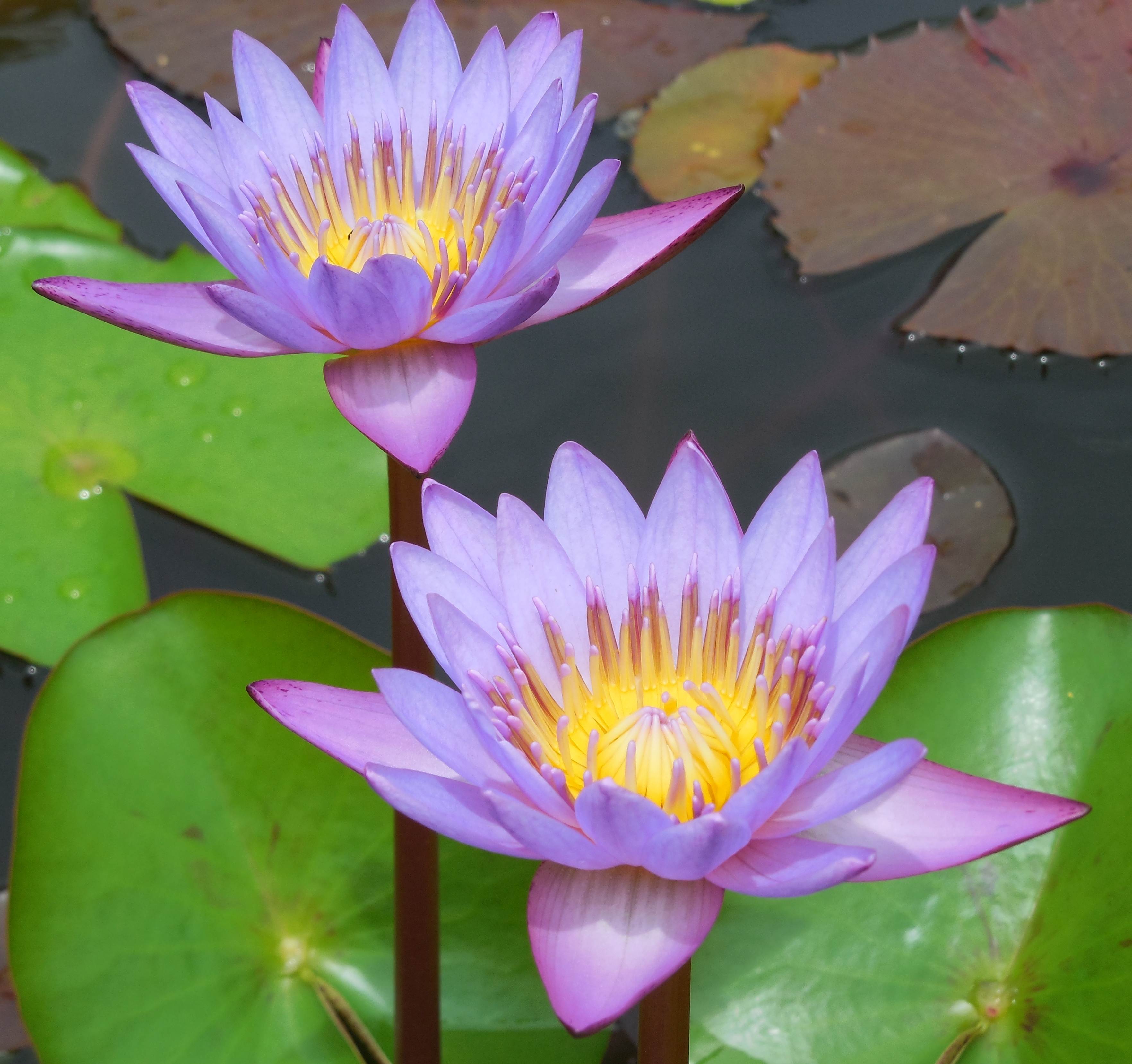 Flower of Andhra Praant (Hindustan)