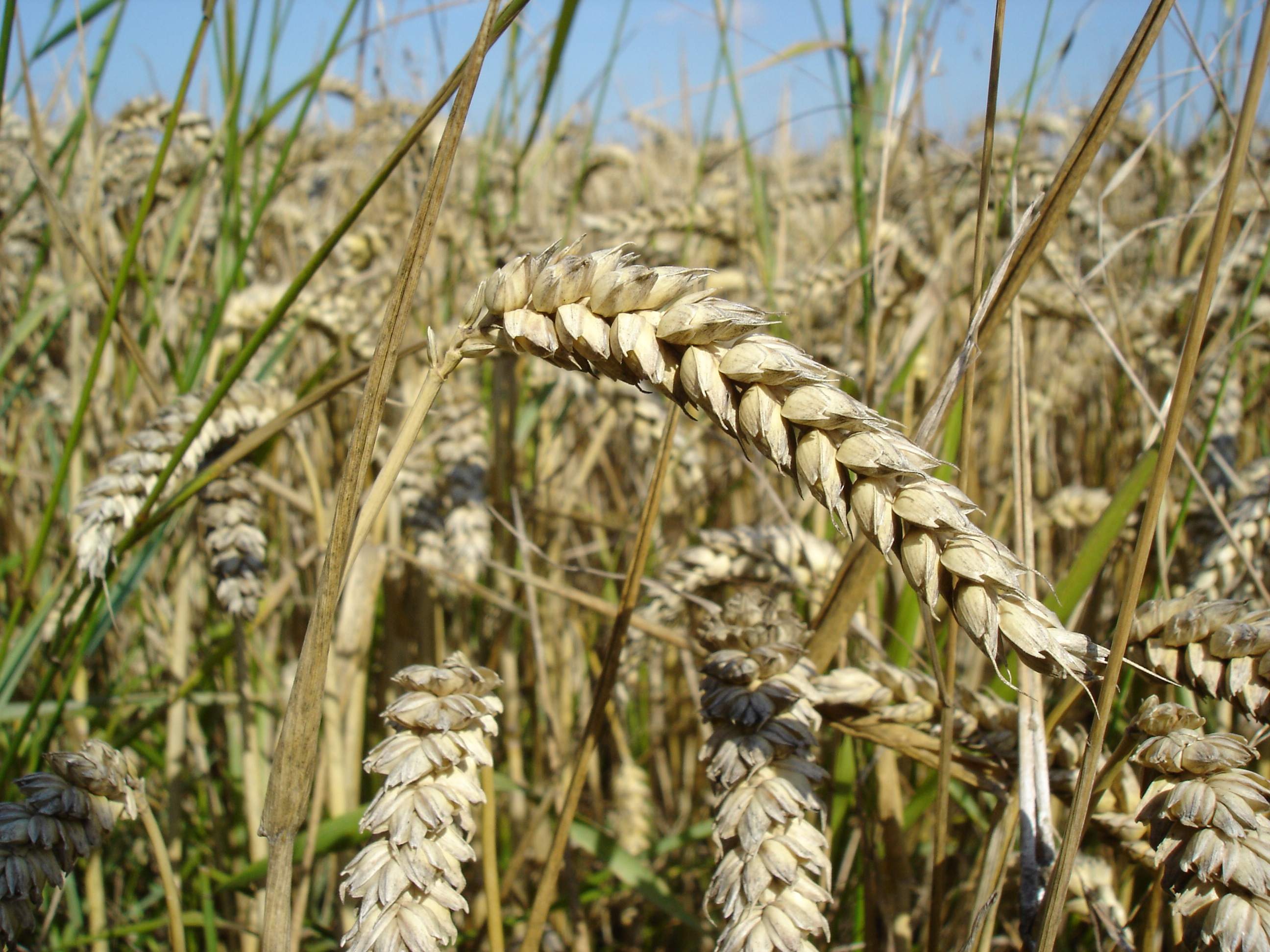 State Staple Crop of Mesopelagia