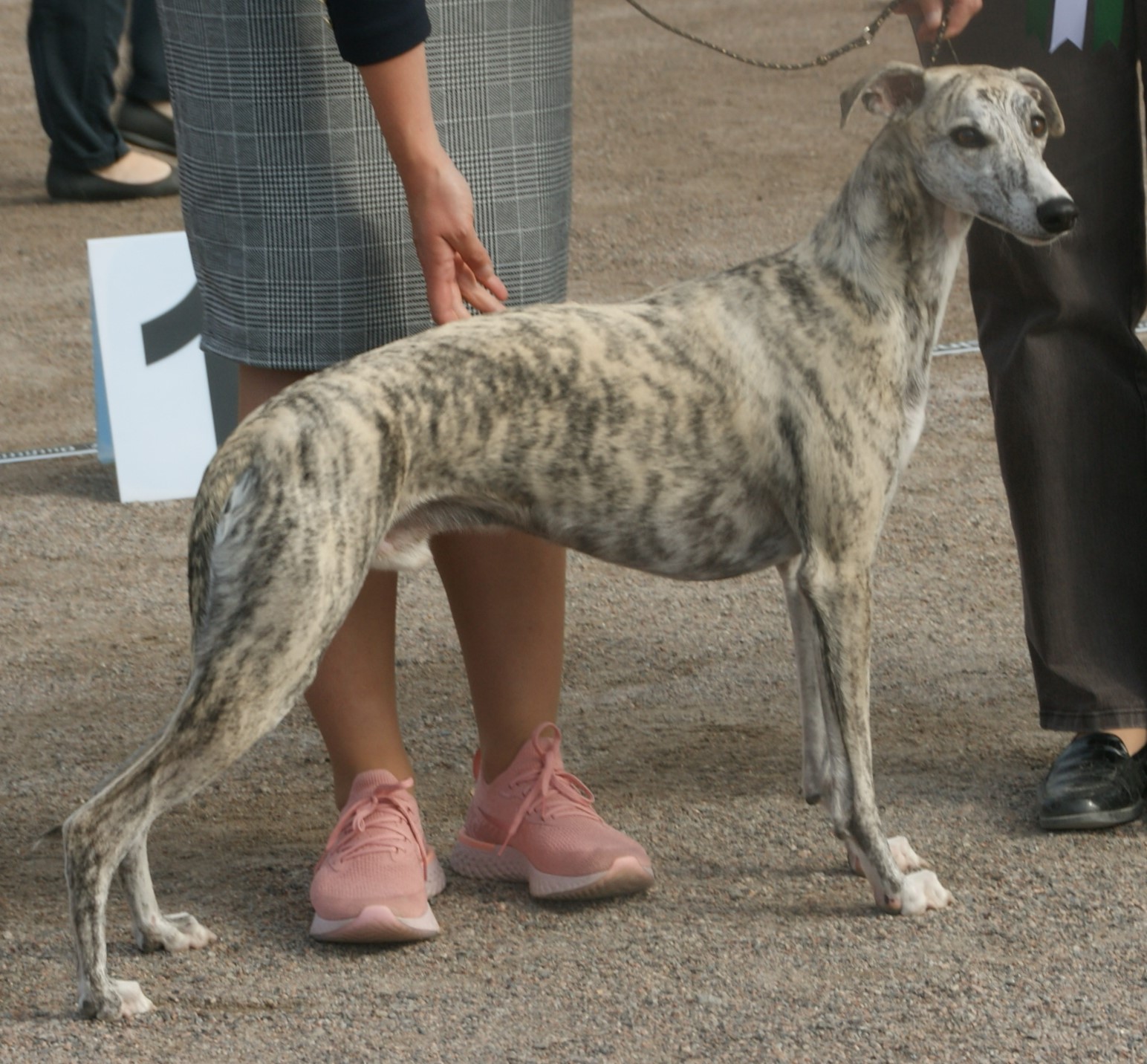 State Dog of Northumbria