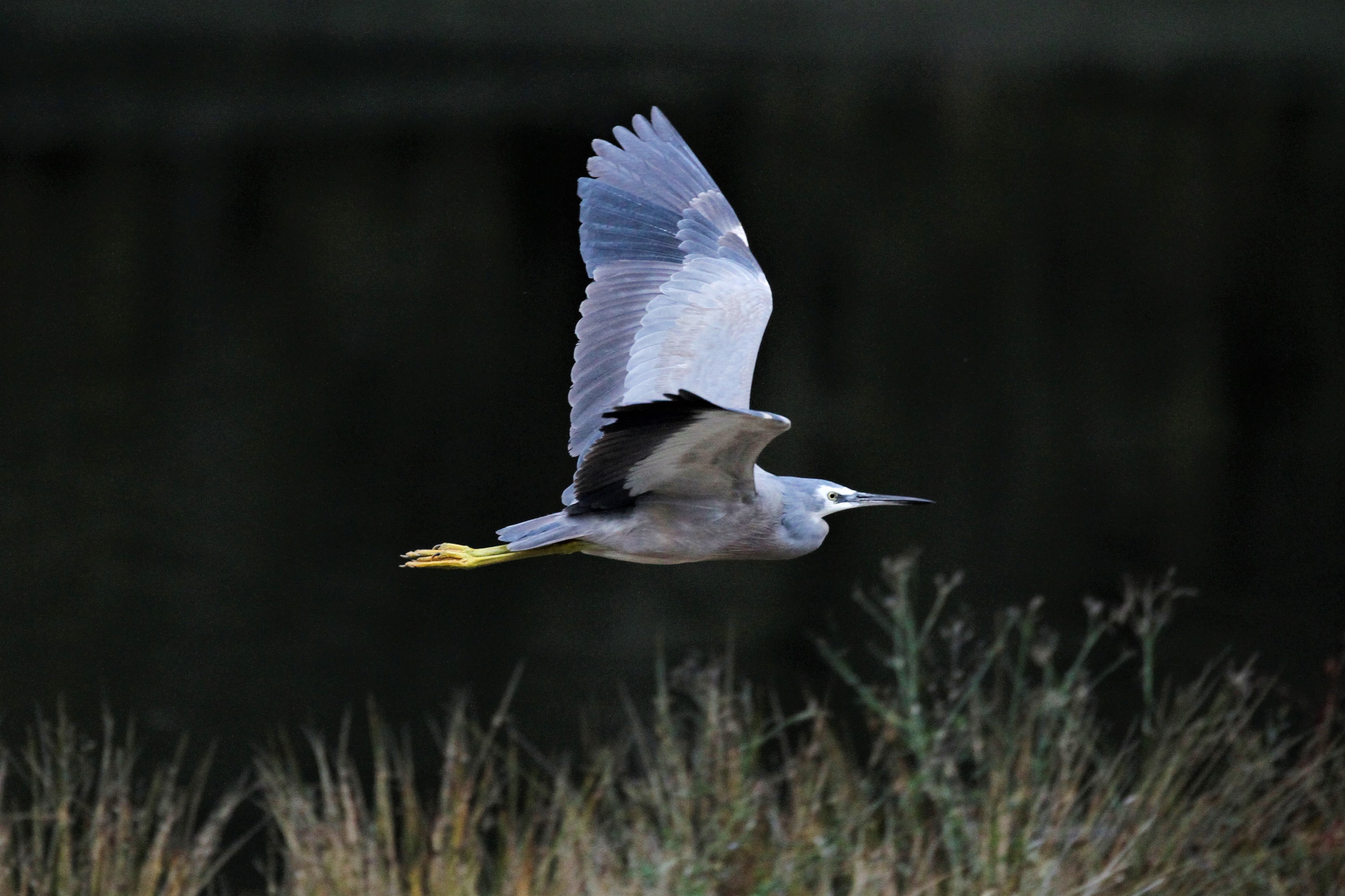 White-faced heron (Egretta novaehollandiae), demonstrating the retracted neck that is typical of herons in flight.