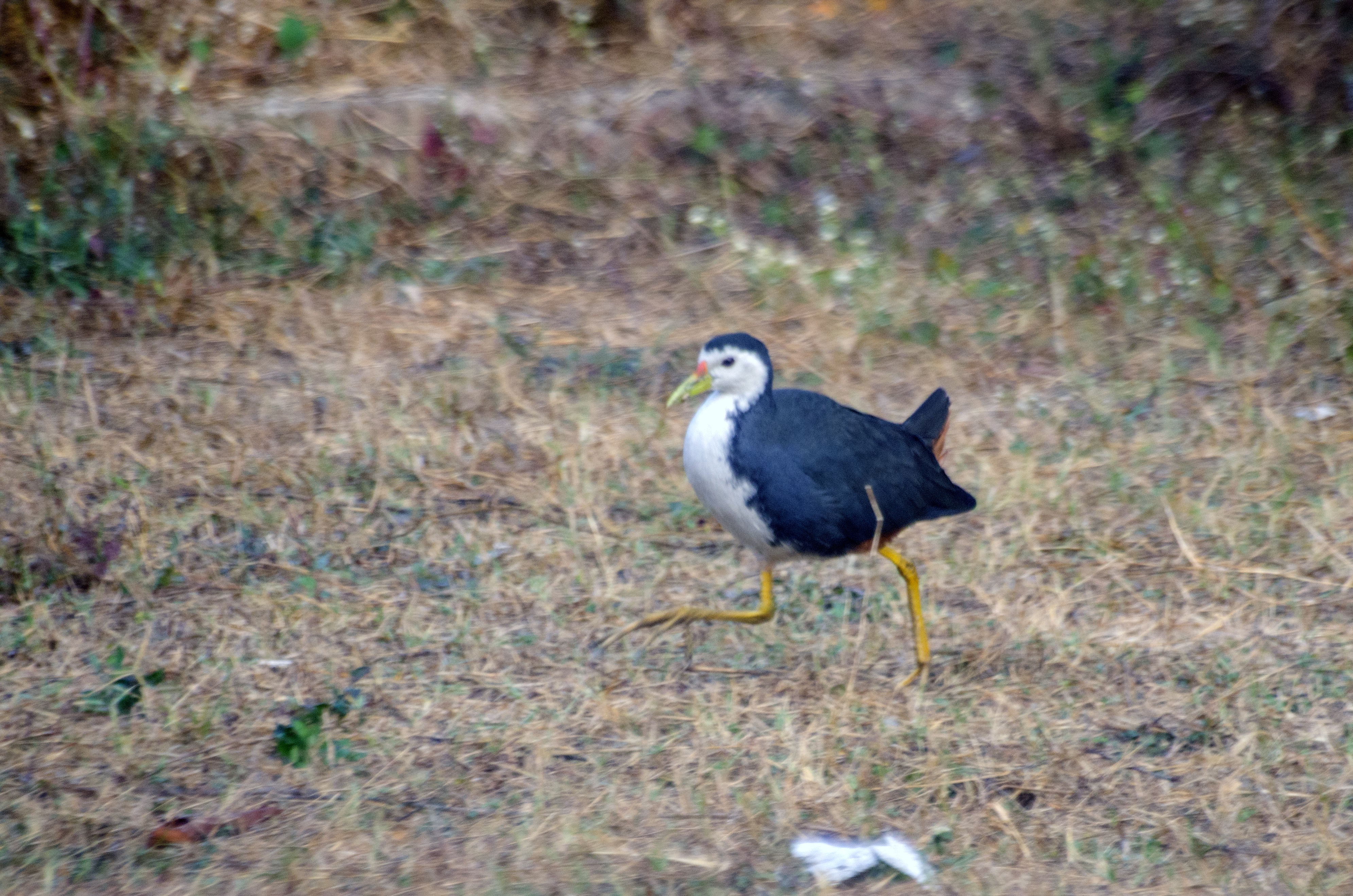 White Breasted Waterhen