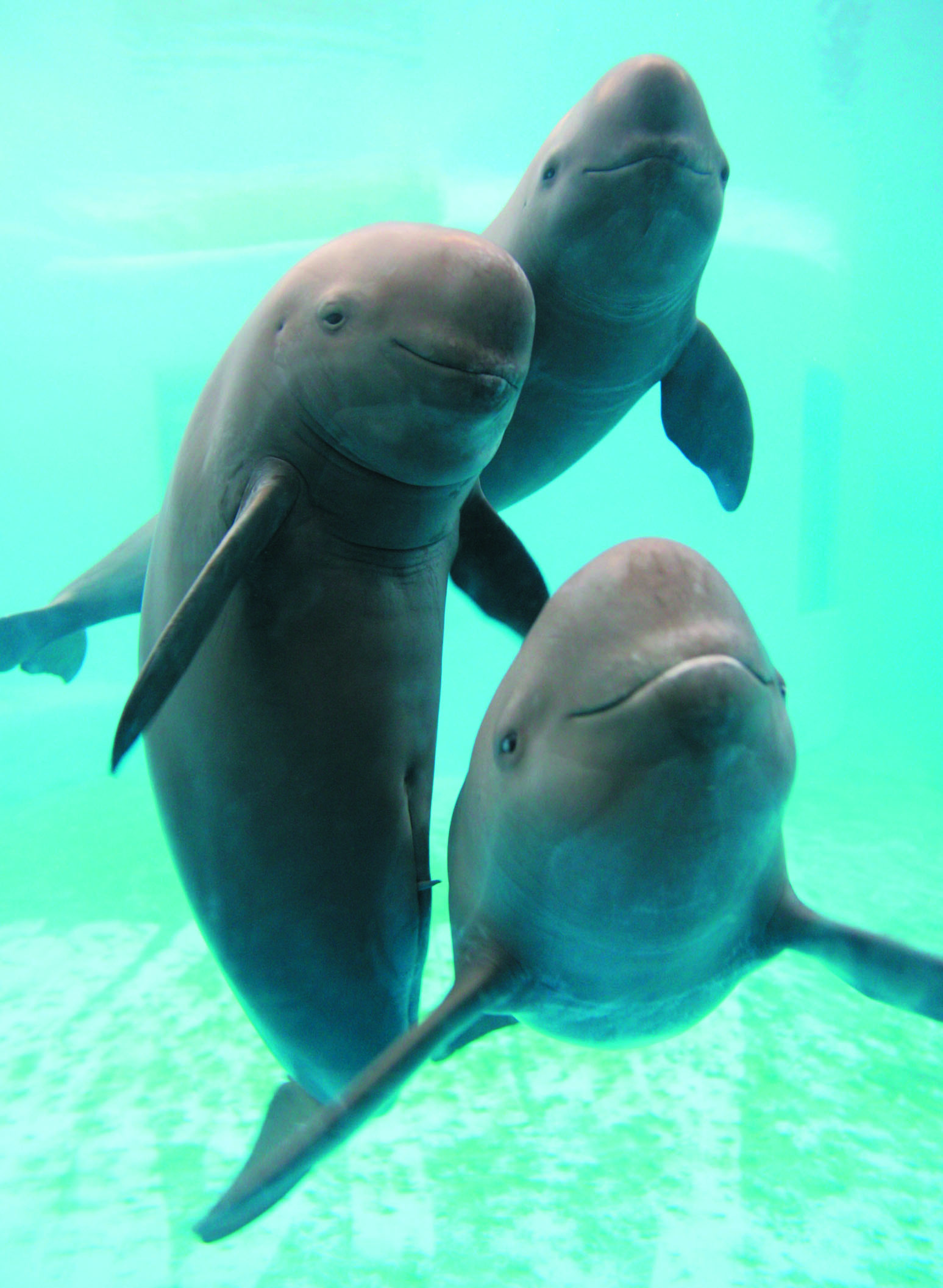 Yangtze finless porpoise, 10 November 2006.jpg