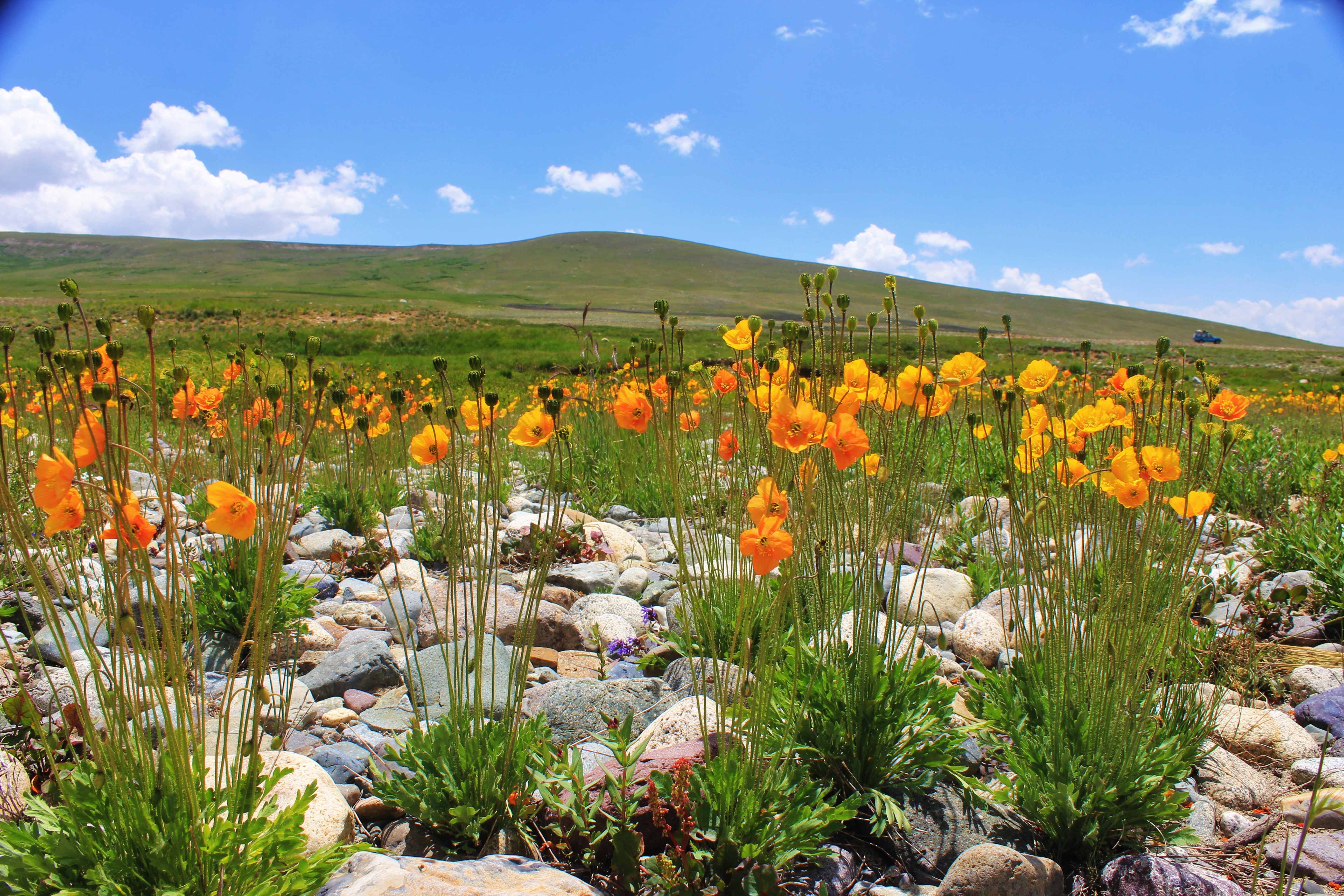 Wildflowers in the Deosai National Park of Gilgit-Baltistan